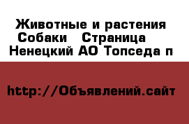 Животные и растения Собаки - Страница 4 . Ненецкий АО,Топседа п.